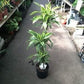 Dracaena Rikki Cane - Live Plant in a 10 Inch Pot - Dracaena Deremenis "Rikki" - Attractive Low Maintenance Houseplant