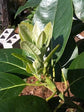 Avocado Tree - Live Tree in a 3 Gallon Pot - Grower&