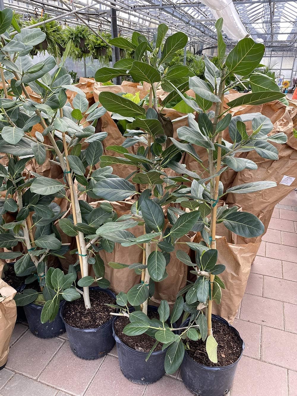 audrey rubber tree Ficus Audrey Column - Live Plant in a 10 Inch Pot