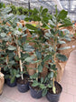 Ficus Audrey Column - Live Plant in a 10 Inch Pot - Ficus Benghalensis - Beautiful Ornamental Interior Tree