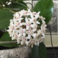 Hoya - Live Plant in a 2 Inch Pot - Indoor Houseplants Straight from The Nursery