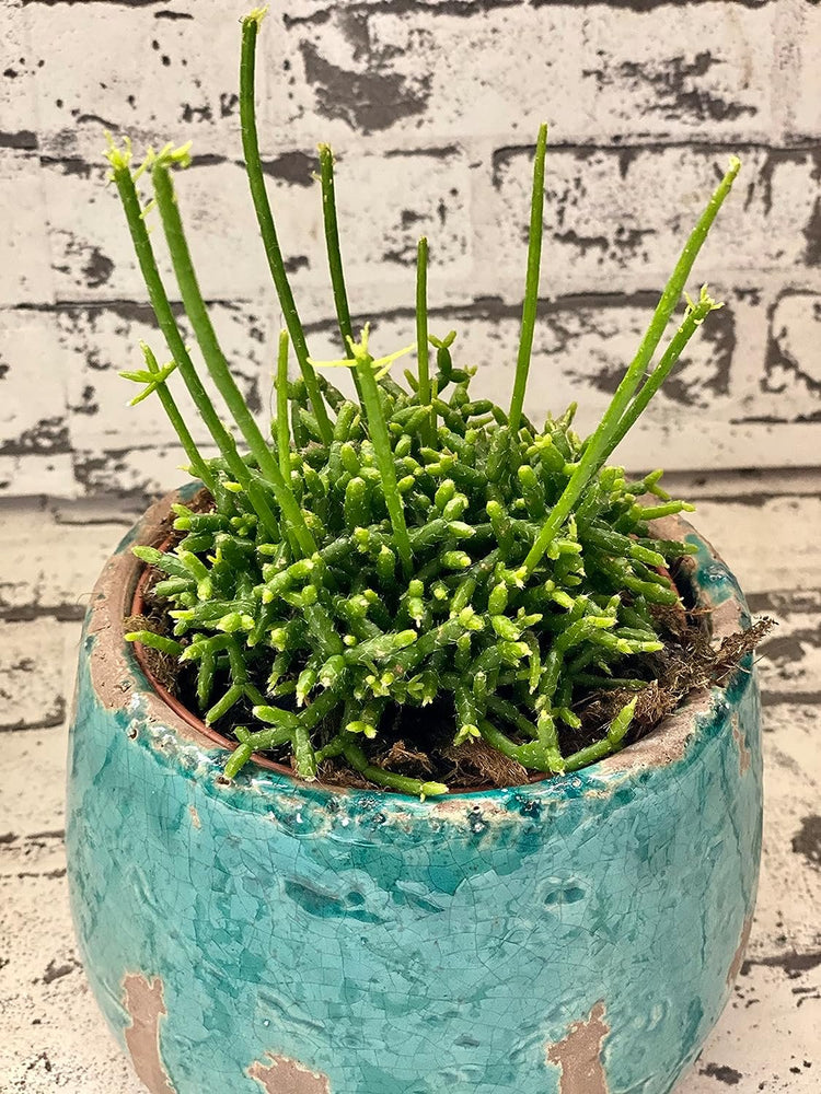 rice succulent Coral Cactus - Live Plants in 2 Inch Pots - Rice Cactus