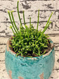 Coral Cactus - Live Plants in 2 Inch Pots - Rice Cactus - Rhipsalis Cereuscula - Beautiful Indoor Outdoor Cacti Succulent Houseplant