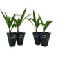 Windmill Palm - Live Starter Plants in 2 Inch Pots - Trachycarpus Fortunei - Hardy Palm from Florida