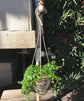 Enchanting String of Frogs Hanging Basket - Live Plant in a 4.5 Inch Hanging Nursery Pot - Ficus Pumila - Nature&