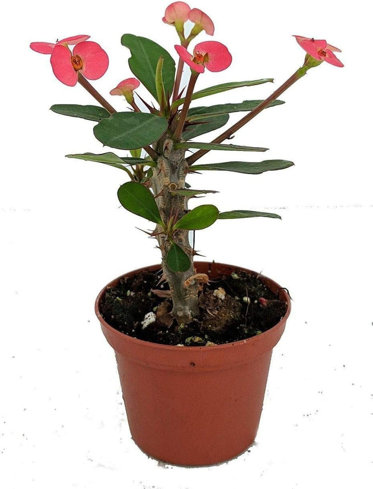 crown of thorns plant care indoors Crown of Thorns - Live Plant in a 6 Inch Pot - Euphorbia Milii