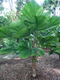 Vanuatu Fan Palm - Ruffled Fan Palm - Live Plant in a 4 Inch Growers Pot - Licuala Grandis - Extremely Rare Ornamental Palms of Florida