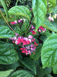 Bleeding Heart Vine with Trellis - Live Plant in a 10 Inch Pot - Clerodendrum - Florist Quality Indoor Outdoor Flowering Vine from Florida