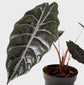 Alocasia - 4 Live Starter Plants in 2 Inch Pots - Alocasia - Florist Quality Air Purifying Indoor Plant - Nature&