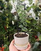 Monstera Dubia Shingle Plant - Live Plant in a 4 Inch Pot - Monstera Dubia - Extremely Rare and Beautiful Vining Indoor Houseplant - Air Purifying