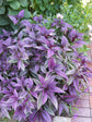 Persian Shield Plant - Live Starter Plants in 2 Inch Pots - Strobilanthes Dyerianus - Rare Indoor Outdoor Houseplant