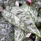 Purple Sword Homalomena - Live Plant in a 6 Inch Nursery Pot - Apoballis Acuminatissima &