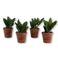 Polynesian Ivy - Live Starter Plants in 2 Inch Pots - Pellionia Pulchra - Rare Indoor Air Purifying Houseplant Vine