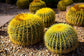 Golden Barrel Cactus - Live Plant in a 10 Inch Pot - Echinocactus Grusonii - Beautiful and Unique Cactus Succulent