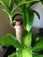 Dracaena Mass Cane - Live Plants in 6 Inch Pots - Dracaena Fragrans &
