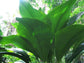 Joey Palm - Live Plant in a 1 Gallon Pot - Johannesteijsmannia Altifrons - Extremely Rare Ornamental Palms of Florida