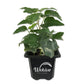 Variegated English Ivy - Live Plants in 3 Inch Pots - Hedera Helix - Beautiful Easy Care Indoor Air Purifying Houseplant Vine