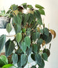 Philodendron - Live Starter Plant - Rare and Elegant Indoor Houseplant