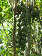 Beaumont Macadamia Nut Tree - Live Plants in 1 Gallon Pots - Macadamia Integrifolia - Edible Nut Tree for Gardens