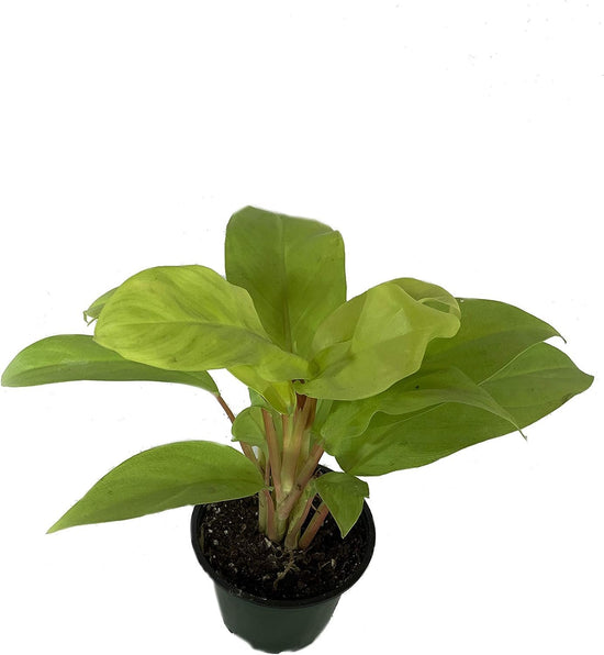 Philodendron Lemon Lime - Live Plant in a 4 Inch Growers Pot - Philodendron Hederaceum Lemon Lime - Strikingly Beautiful Indoor Air Purifying Houseplant