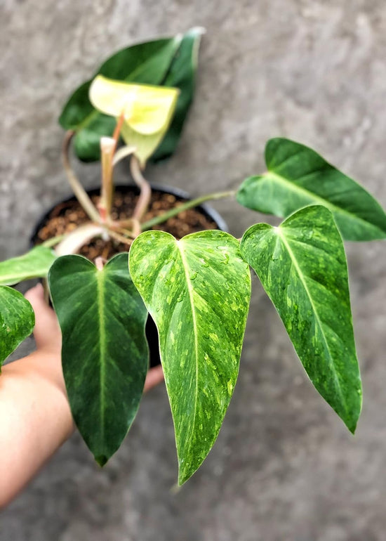 Painted Lady Philodendron - Live Plant in a 4 Inch Pot - Philodendron erubescens - Rare and Stunning Houseplant with Unique Foliage - Air Purifying