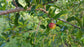 Barbados Cherry Tree - Live Tree in a 3 Gallon Pot - Edible Fruit Bearing Tree for The Patio and Garden