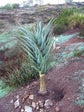 Hercules Aloe Tree - Live Plant in a 3 Gallon Growers Pot - Aloidendron &