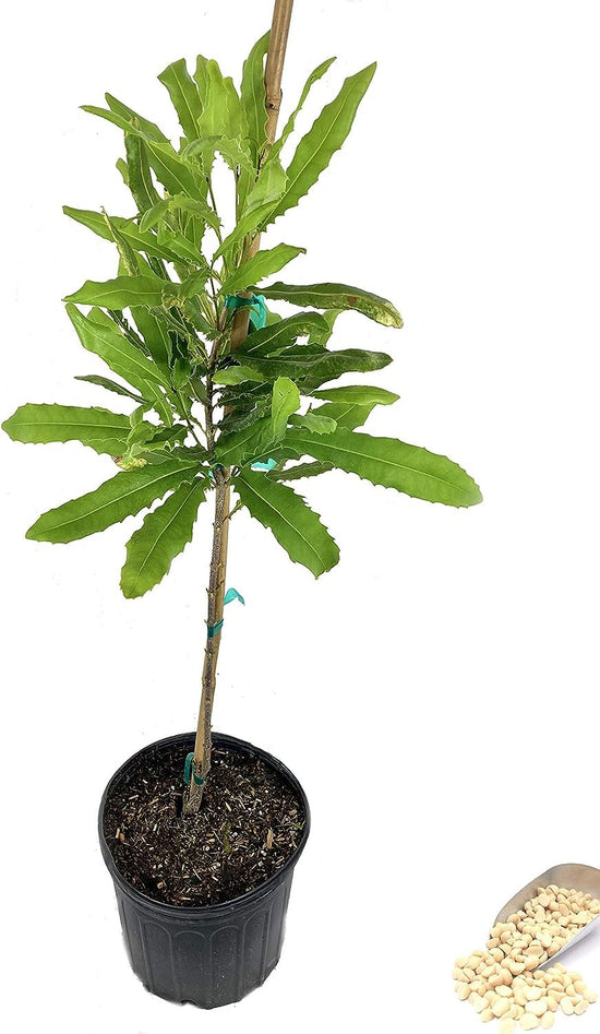 Macadamia Nut Tree - Live Tree in a 3 Gallon Pot - Edible Nut Tree for Gardens