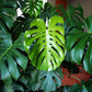 Split Leaf Philodendron - Live Plant in a 4 Inch Pot - Monstera Deliciosa - Beautiful Clean Air Indoor Plant