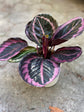 Calathea Prayer Plant - Live Plant in a 2 Inch Pot - Starter Plants - Beautiful and Elegant Easy Care Indoor Houseplants from The Nursery