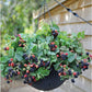 Blackberry Plant - Live Plants in 2 Inch Pots - Rubus - Fruit Trees for The Patio and Garden