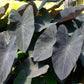 Colocasia Elephant Ear Plant - 4 Live Starter Plants - Colocasia Esculenta - Beautiful Large Leaf Foliage Starter Multipack