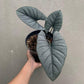 Alocasia - 4 Live Starter Plants in 2 Inch Pots - Alocasia - Florist Quality Air Purifying Indoor Plant - Nature&