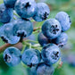 Blueberry Plant - Live Plant in a 2 inch Growers Pot - Vaccinium - Edible Fruit Bearing Tree for The Patio and Garden