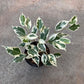 Ficus Tree - Live Starter Plants in 2 Inch Pots - Stunning Easy Care Interior Houseplant