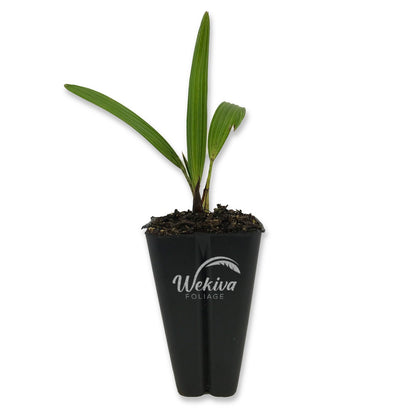 Windmill Palm - Live Starter Plants in 2 Inch Pots - Trachycarpus Fortunei - Hardy Palm from Florida