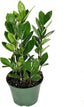 Air Purifying Houseplant Multi-Pack - 3 Live Plants in 6 Inch Pots - ZZ Zamioculcas Zamiifolia, Dracaena Janet Craig, Neanthe Bella Parlor Palm - Easy Care Indoor Houseplants