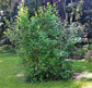 Dwarf Everbearing Mulberry Tree - Live Starter Plants in 2 Inch Pots - Edible Fruit Tree for The Patio and Garden
