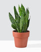 Snake Plant - Live Plant in a 4 Inch Pot - Sansevieria Superba - Beautiful and Elegant Easy Care Indoor Houseplants