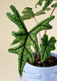Alocasia - 4 Live Starter Plants in 2 Inch Pots - Alocasia - Florist Quality Air Purifying Indoor Plant - Nature&