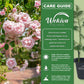 New Dawn Rose Bush - Live Starter Plants in 2 Inch Pots - Beautiful Roses from Florida - A Timeless Classic Ornamental Rose