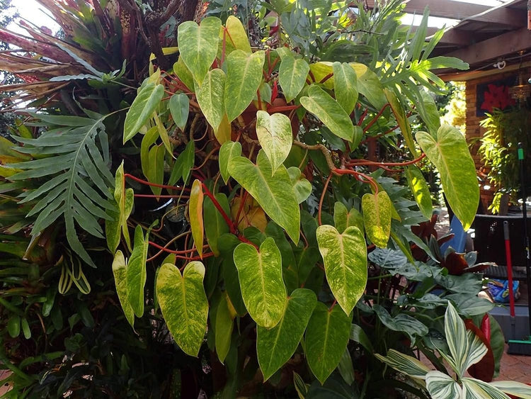 painted lady philodendron mature Painted Lady Philodendron - Live Plant in a 4 Inch Pot - Philodendron erubescens - Rare and Stunning Houseplant with Unique Foliage