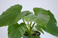 Philodendron - Live Starter Plant - Rare and Elegant Indoor Houseplant