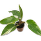 Enchanting White Princess Philodendron - Live Starter Plant in a 2 Inch Pot - Philodendron Erubescens White Princess - Extremely Rare and Beautiful Indoor Houseplant