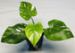 Enchanting White Princess Philodendron - Live Starter Plant in a 4 Inch Pot - Philodendron Erubescens White Princess - Extremely Rare and Beautiful Indoor Houseplant