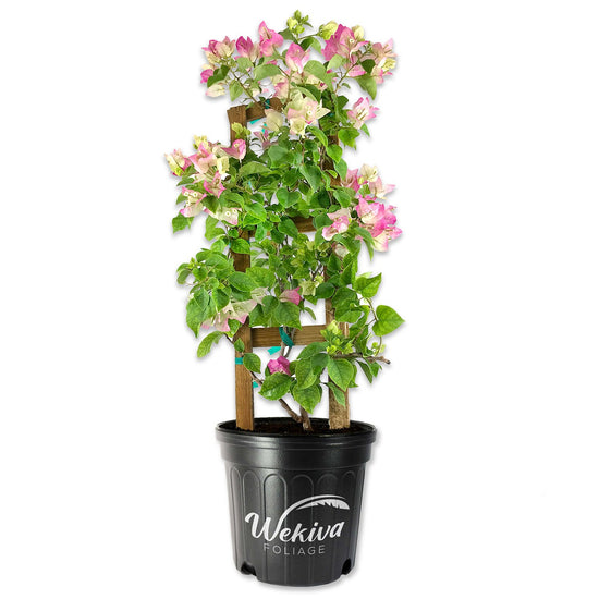 Imperial Thai Delight Bougainvillea with Trellis - Live Plant in a 10 Inch Pot - Beautiful Flowering Climber with Trellis Support