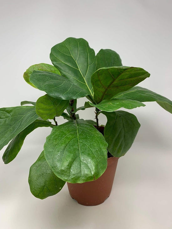 Fiddle Leaf Fig - Live Plant in a 6 Inch Pot - Ficus Lyrata - Beautiful Easy to Grow Air Purifying Indoor Plant