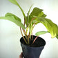 Philodendron Lemon Lime - Live Plant in a 4 Inch Growers Pot - Philodendron Hederaceum Lemon Lime - Strikingly Beautiful Indoor Air Purifying Houseplant