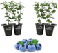 Blueberry Plant - 4 Live Starter Plants - Vaccinium - Edible Fruit Bearing Tree for The Patio and Garden