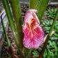 Chinese Keys Ginger - Live Starter Plants - Boesenbergia Rotunda - Grow Your Own Vegetables and Fruit in The Garden or Patio